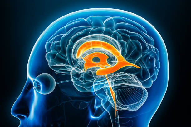 istock Ventricles and cerebral aqueduct x-ray profile close-up view 3D rendering illustration with body contours. Human brain and ventricular system anatomy, medical, biology, science, neuroscience, neurology concepts. 1797188628