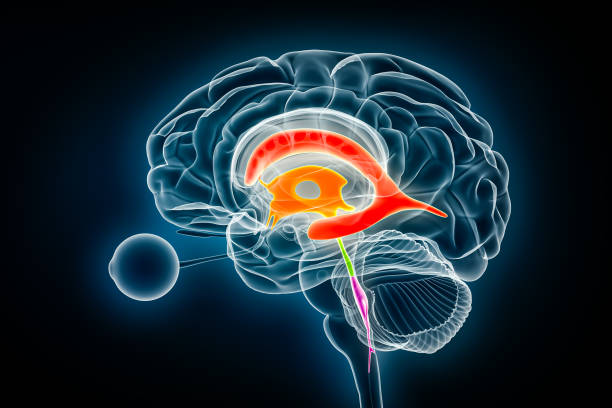 Ventricles and cerebral aqueduct lateral in colors x-ray view 3D rendering illustration. Human brain and ventricular system anatomy, medical, healthcare, science, neuroscience, neurology, biology concepts. ventrículos y acueducto cerebral lateral en colores vista de rayos x ilustración de renderizado 3d. anatomía del cerebro humano y del sistema ventricular, conceptos médicos, sanitarios, científicos, neurocientíficos, neurólogos, biológicos.
