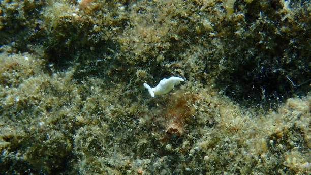 istock Sea slug Timid elysia (Elysia timida) close-up undersea, Aegean Sea 1797194029
