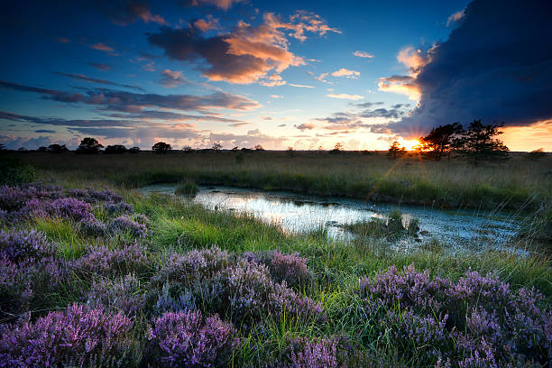 tempestade no pôr-do-sol sobre o pântano com flores heather - swamp moody sky marsh standing water - fotografias e filmes do acervo