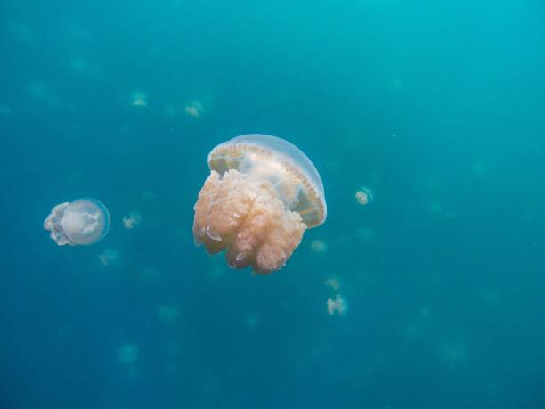 istock Majestic jellyfish swimming gracefully through a tranquil blue ocean 1797200263