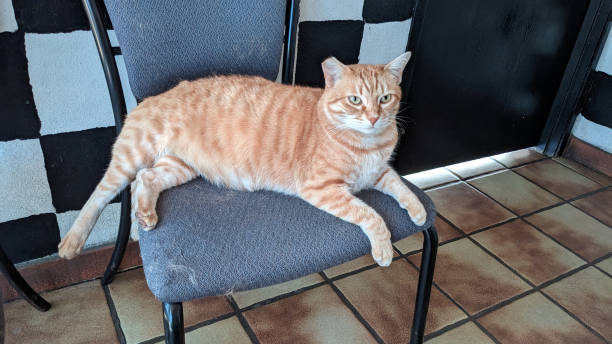 istock A Feline on the Furniture 1797200619