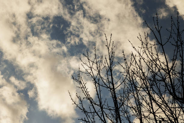 close up view of a partially cloudy sky, illuminated by a bright sunlight, seen from below a leafless tree, in the morning