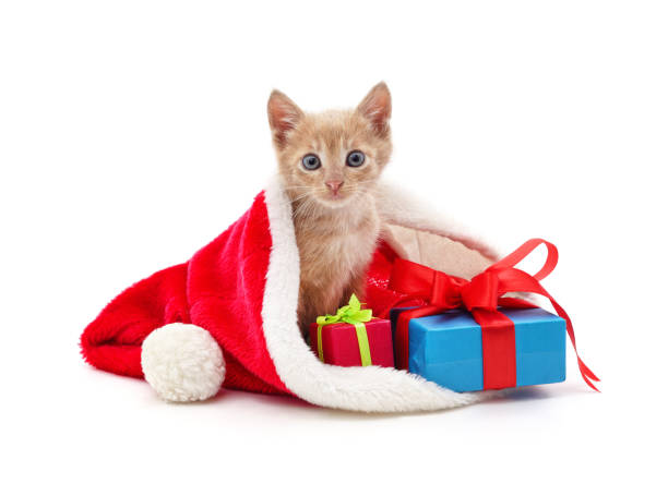 Kitten with Christmas gifts isolated on a white background.