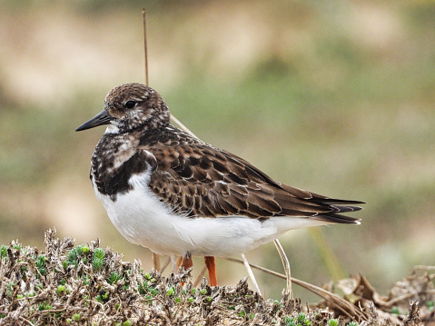 Fairly small, stocky shorebird with short, chisel-like bill. Breeding plumage is particular striking with bright rusty upperparts and bold black-and-white pattern on head and neck. Nonbreeding and juvenile are duller brown but still boldly patterned; note orange legs. Interesting behavior of flipping over rocks, shells, and other debris to nab invertebrates. Fairly common, with extensive global range. Breeds in the high Arctic tundra; winters on coastlines nearly worldwide. Prefers rocky habitats, but also seen on beaches and mudflats. Usually in small flocks, often mixed with other shorebirds. Listen for low, hard rattle call.