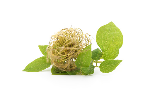 Heap of clematis seeds isolated on a white background.