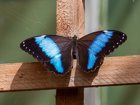 Butterfly sitting on a wooden post