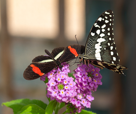 two butterflies sitting on a flower
