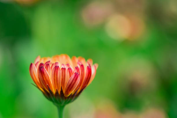 Calendula flower , common marigold and pot marigold