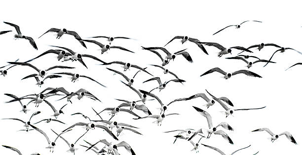 istock flock of seagulls 179721835