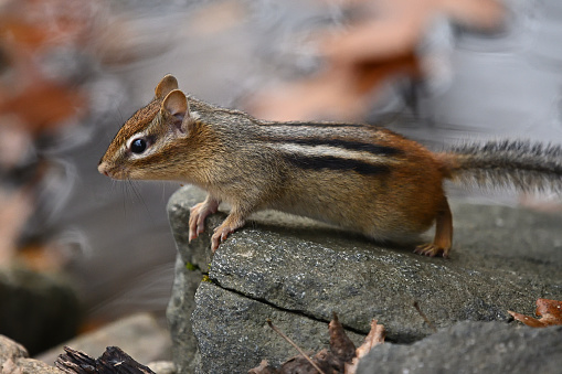 Eastern chipmunk on rock in stream, deciding whether to jump to the next rock. In autumn New England, just before hibernation.