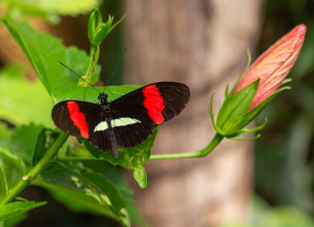 istock butterfly feeding on a flower 1797222231