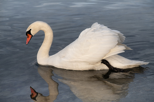 A white mute swan swims slowly across the shallow water. The water bird is reflected in the waves. Soft light comes from above.