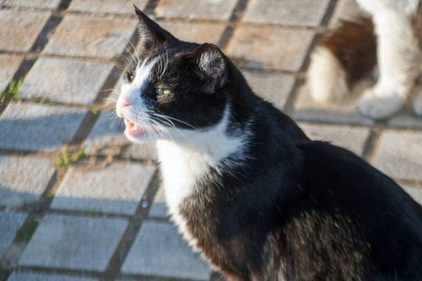 istock an angry stray cat in a street 1797227699