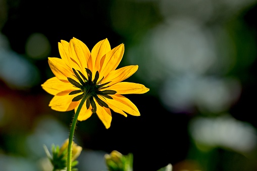 Back of a Yellow Daisy on a Green Background