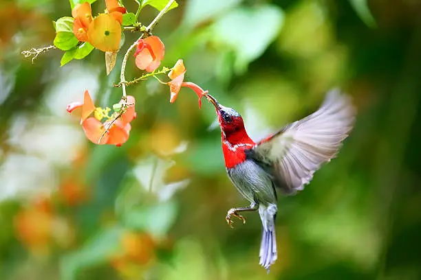 Crimson Sunbird (Bird) flying and sucking nectar from chinese hat plant tree, Thailand