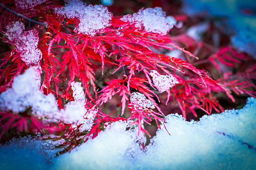 Herbstliche Farben im ersten Schneefall