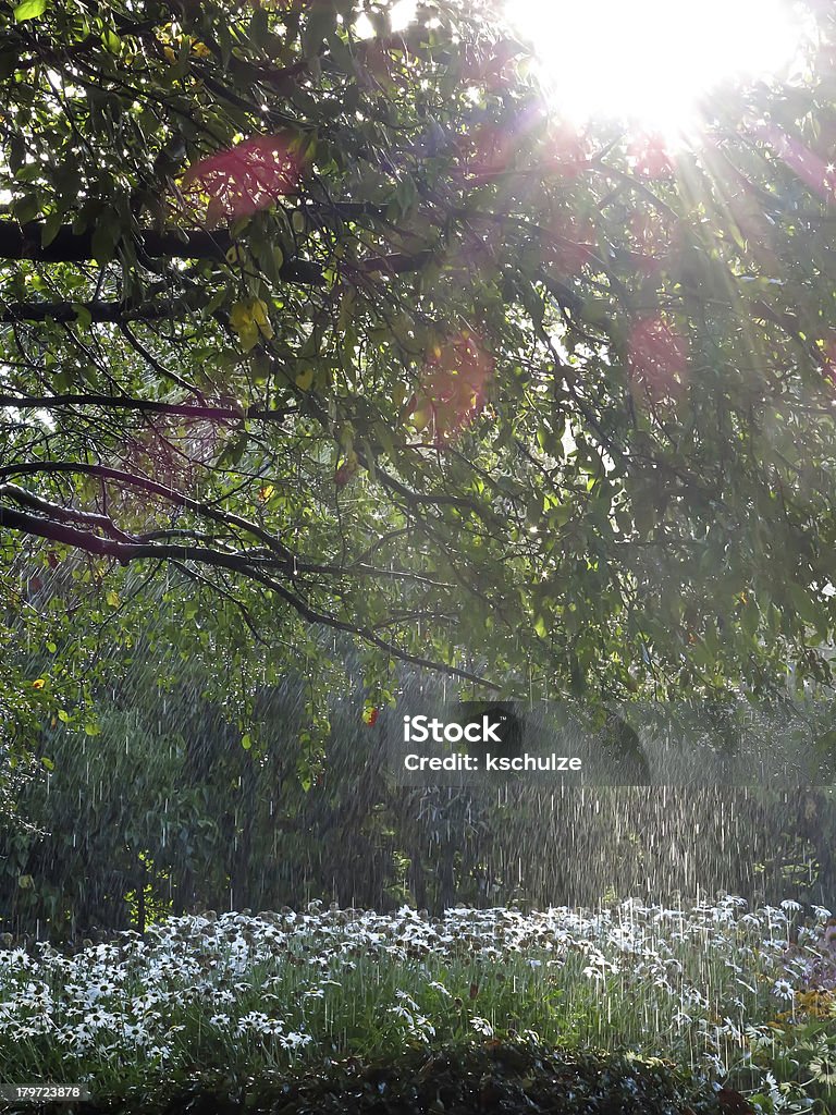 Garden shower Bed of wildflowers getting watered in morning sunlight, August in northern Illinois Abundance Stock Photo