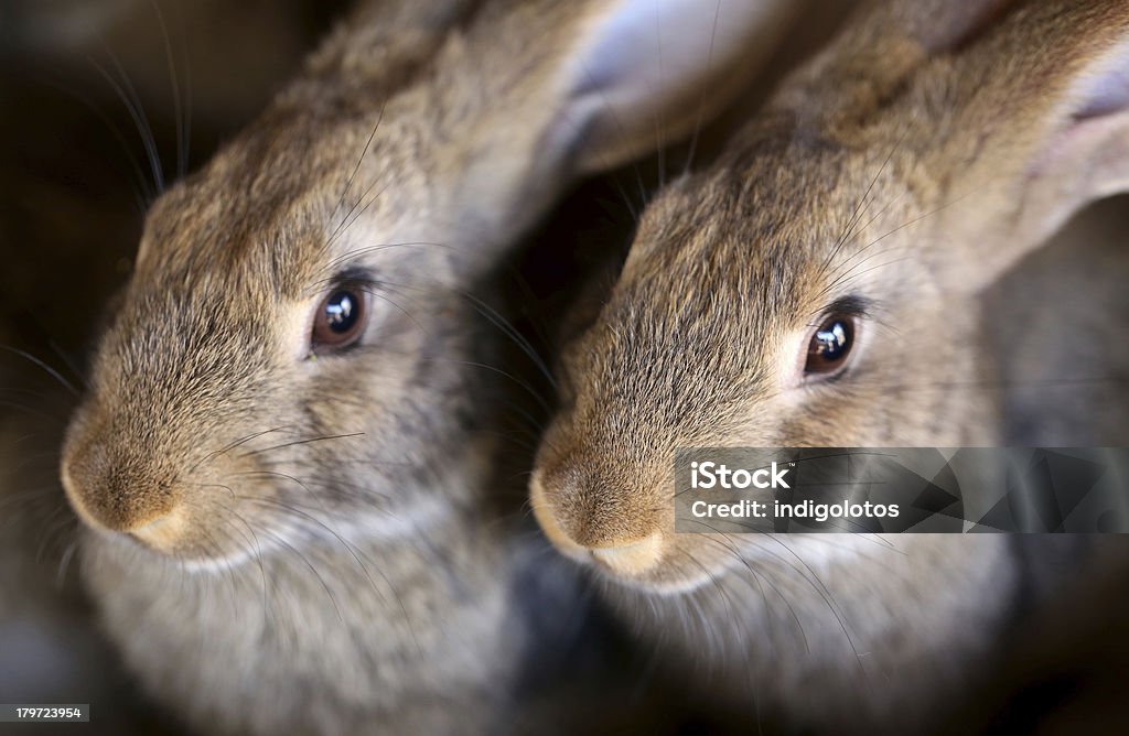 Młody królik zwierząt gospodarskich i hodowlanych. - Zbiór zdjęć royalty-free (Brązowy)