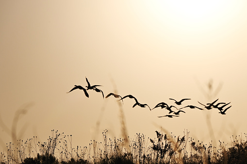 Canada geese flying into the morning sun.