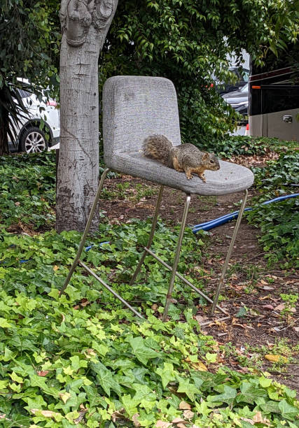A Squirrel on the Chair stock photo