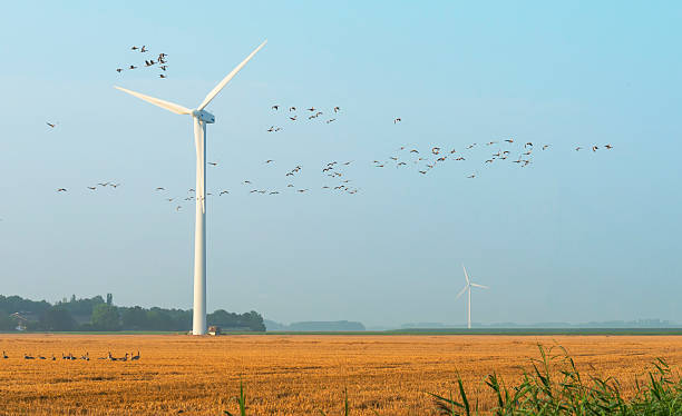istock Flock of geese flying in summer 179724249