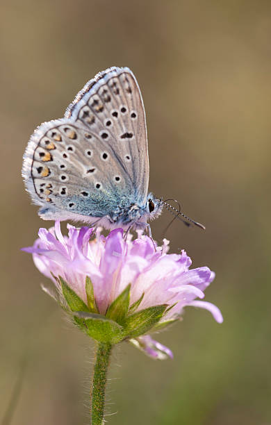 istock Small blueish butterfly on flower 179724288
