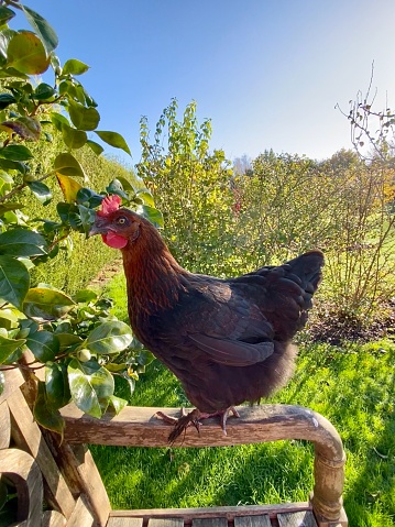 Free range hens sitting on a garden bench in autumn
