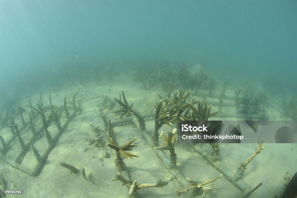 Künstliche coral reef in das Meer - Lizenzfrei Meer Stock-Foto