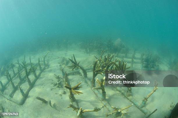 Künstliche Coral Reef In Das Meer Stockfoto und mehr Bilder von Meer - Meer, Abenteuer, Atoll