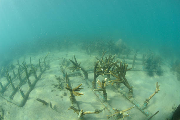 istock Artificial coral reef in the ocean 179724743