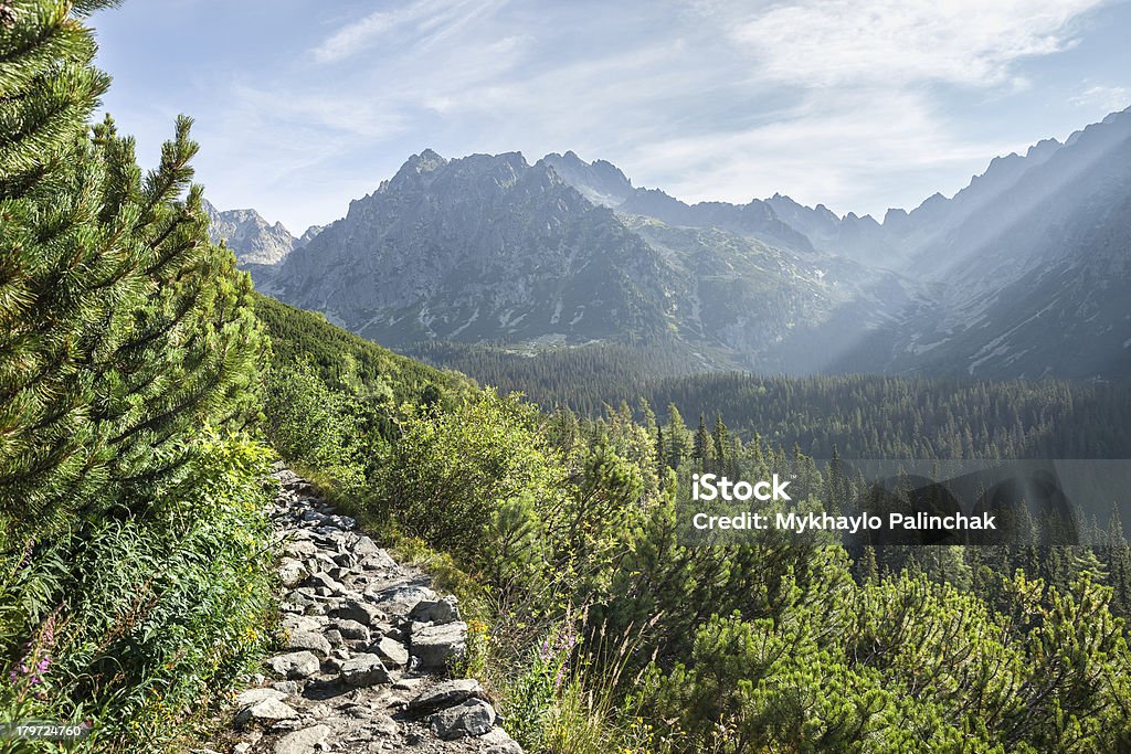 Vue de haut des montagnes de Tatra de randonnée - Photo de Arbre libre de droits