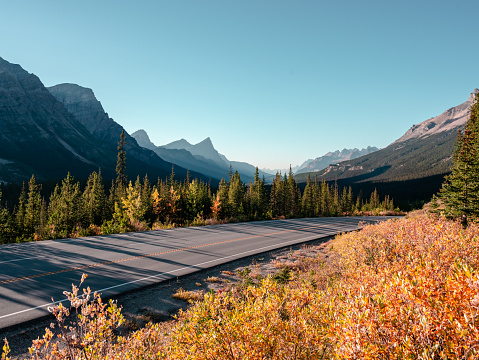 The icefields parkway carves through the Canadian Rockies with golden light and autumn colors lining the roadway.