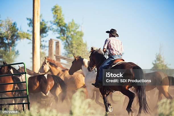 Photo libre de droit de Bovin Rancher En Chevaux En Corral banque d'images et plus d'images libres de droit de Cow-boy - Cow-boy, Lumière du soleil, Montana - Ouest Américain