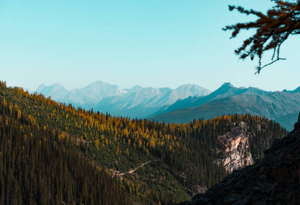 vista grande angular de um topo de montanha alinhado com árvores de larca amarelas e céu azul acima - autumn sky blue treetop - fotografias e filmes do acervo