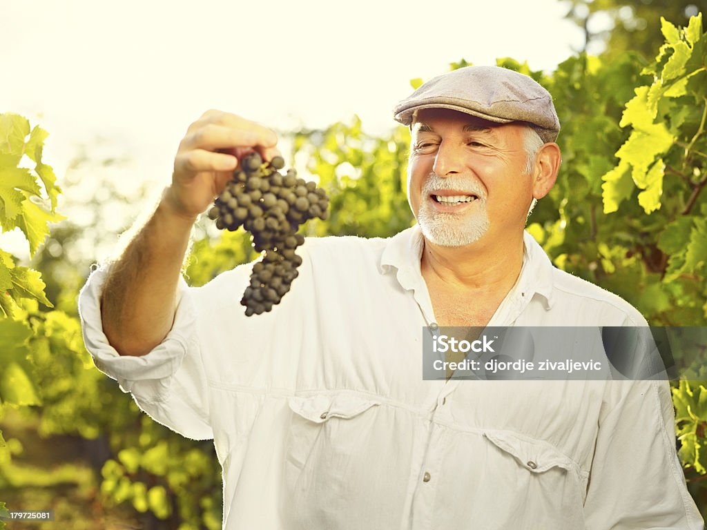 senior vinemaker - Foto stock royalty-free di Agricoltore