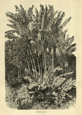 Vintage illustration Ravenala madagascariensis, the traveller's tree, traveller's palm or East-West palm, from Madagascar, History botany 19th Century.  A bird's-eye View of Madagascar by M D Charnay