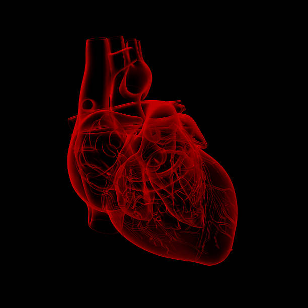 Menschliches Herz Anatomie – Foto