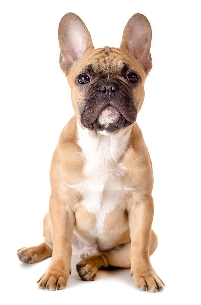 istock french bulldog before white background 179725919