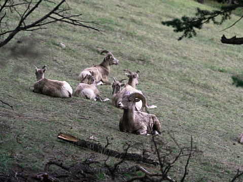 A small herd of bighorn sheep lay together on a grassy hill in Banff national park Alberta, Canada