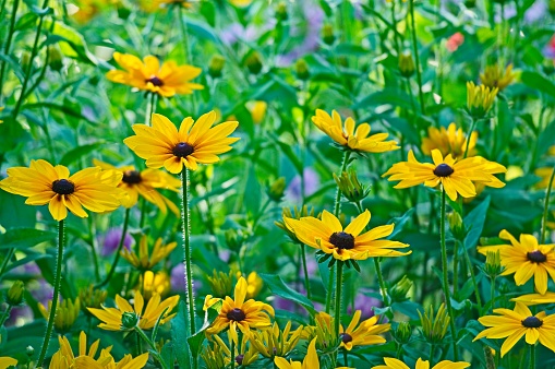 Field of Yellow Daisies on a Green Background