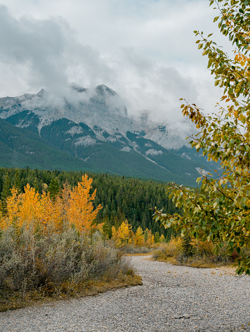 A portrait view of a gravel river bed winding through autumn colored trees towards a large mountain peak in the background.