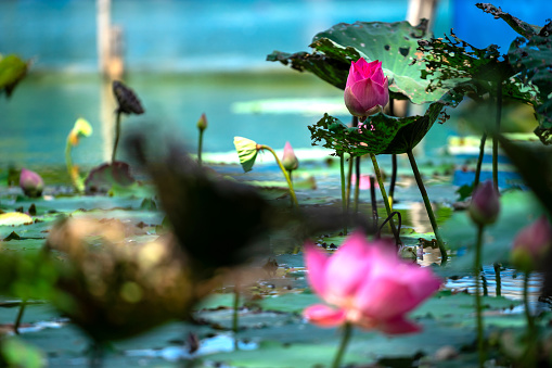 The lotus flowers on the water look beautiful and peaceful.
