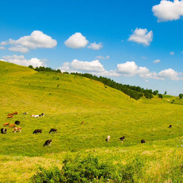 istock Pasture (meadow) and cows on the hilly terrain. 1797266449