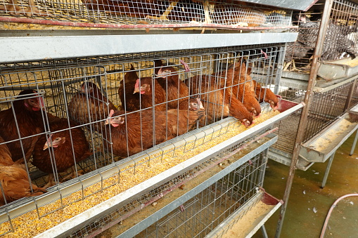 caged hens eating feed. sale of hens for breeding on the farm.