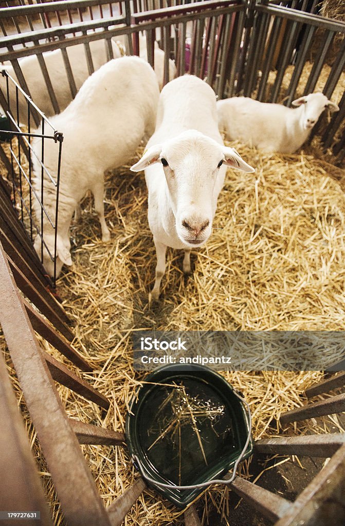 Ovelhas em uma gaiola - Foto de stock de Animal royalty-free