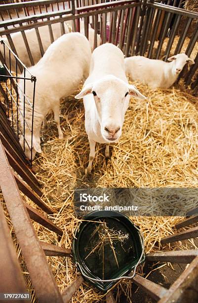 Foto de Ovelhas Em Uma Gaiola e mais fotos de stock de Animal - Animal, Animal de Fazenda, Branco