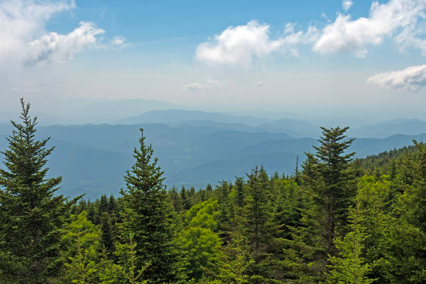 istock Hazy Mountains in the Distance Over a Verdant Forest 1797282463