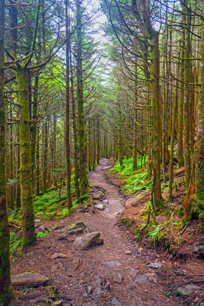 가문비나무 전나무 숲을 가로지르는 조용한 산책로 - blue ridge mountains north carolina pine tree hiking 뉴스 사진 이미지