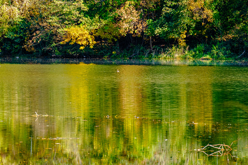 A welcoming fishing pond in Maryland’s Pocomoke River State Park in late spring with trees busting out with new foliage and reflected in the clear water